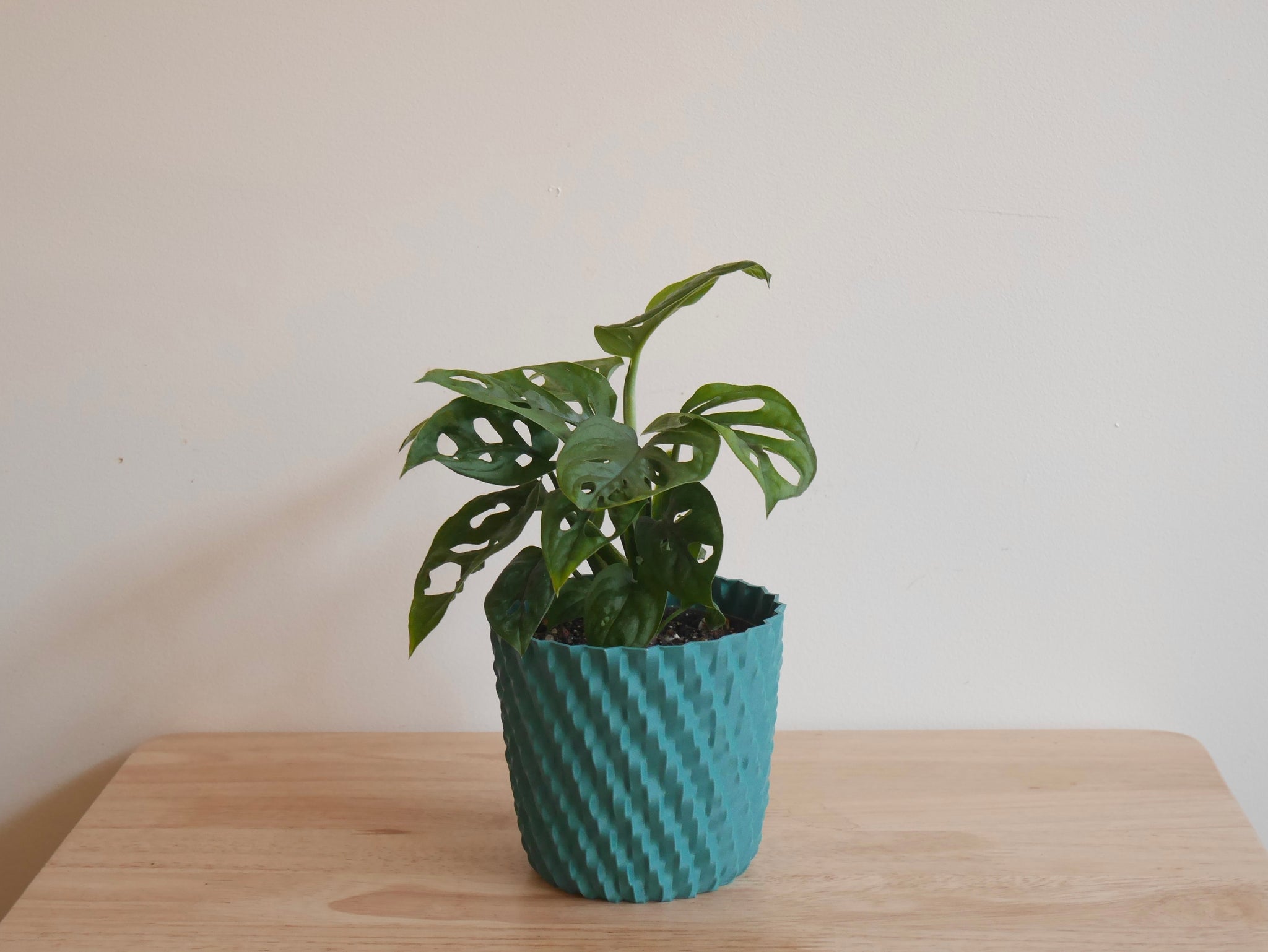 monstera adansonii kopen Monstera Adansonii (S)