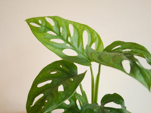 Monstera Adansonii in a ceramic planter (S)