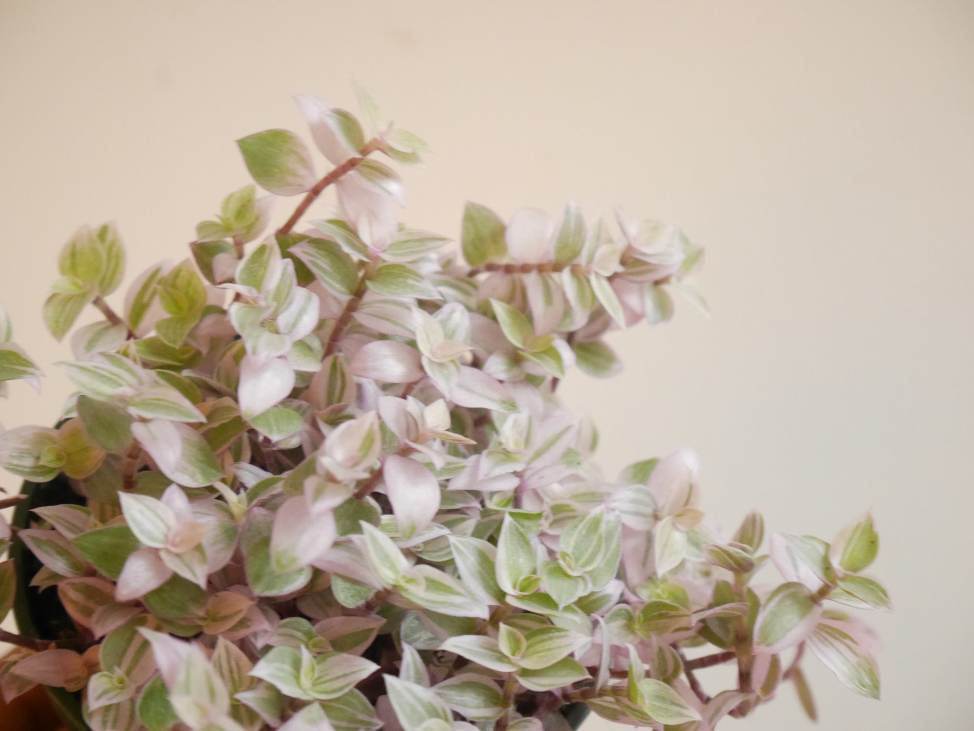 Callisia Repens in a ceramic planter (S)