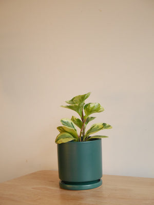 Peperomia Marble in a ceramic planter (S)