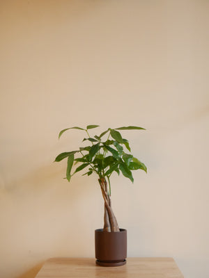 Money Tree in a ceramic planter (S)
