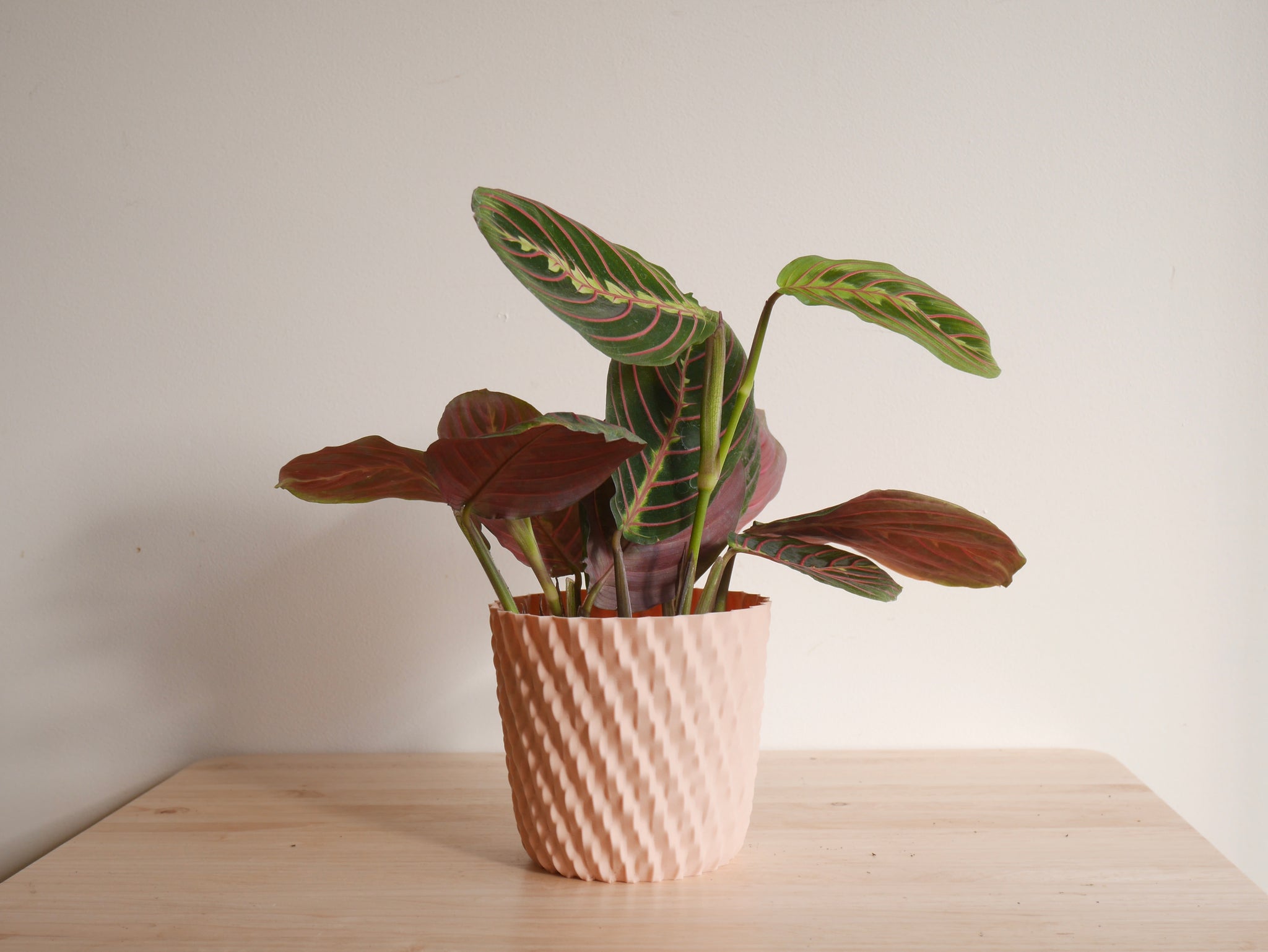 red prayer plant at night Maranta Red (S)