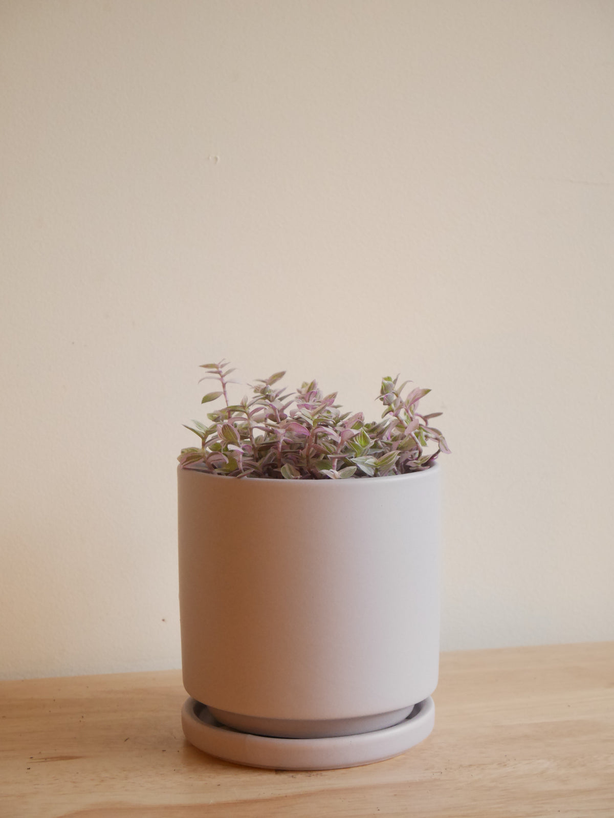 Callisia Repens (S)