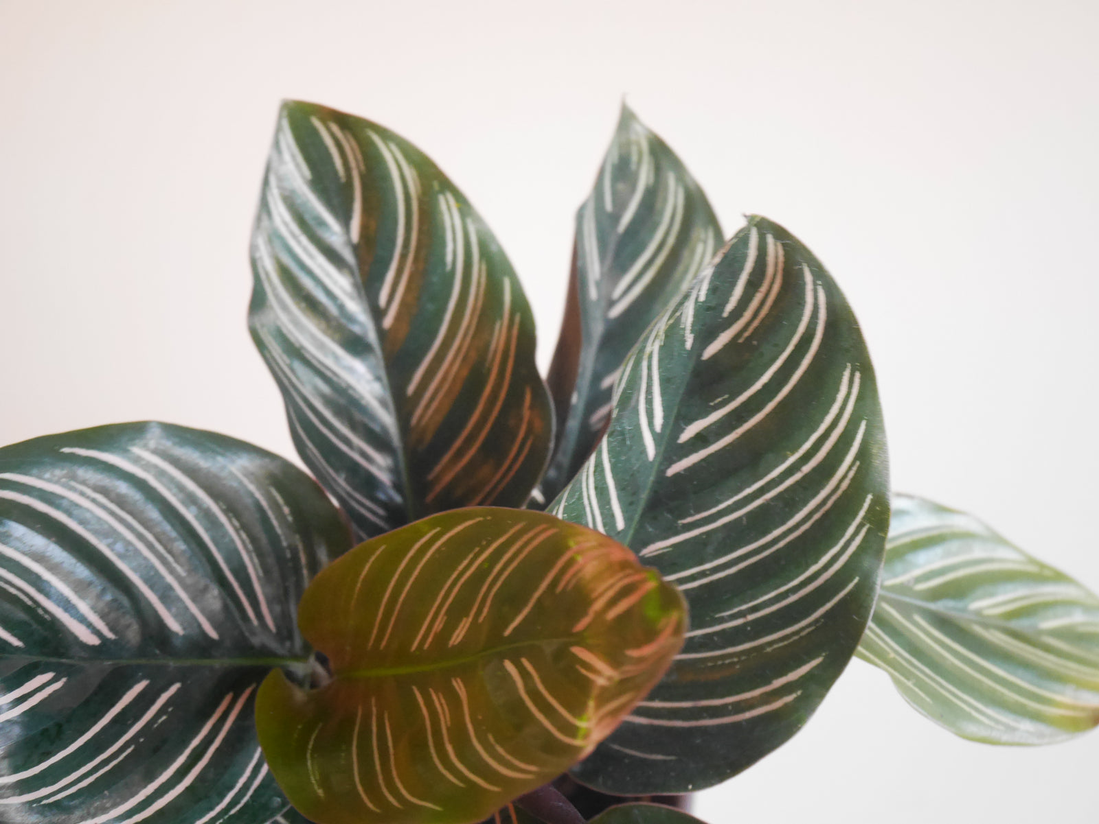 Calathea Ornata (S)