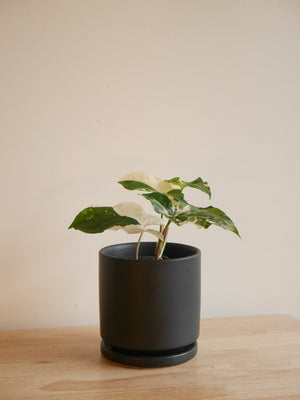 Syngonium Albo Variegata in a ceramic planter (S)