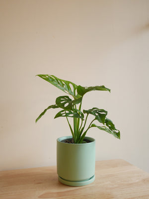 Monstera Adansonii in a ceramic planter (S)