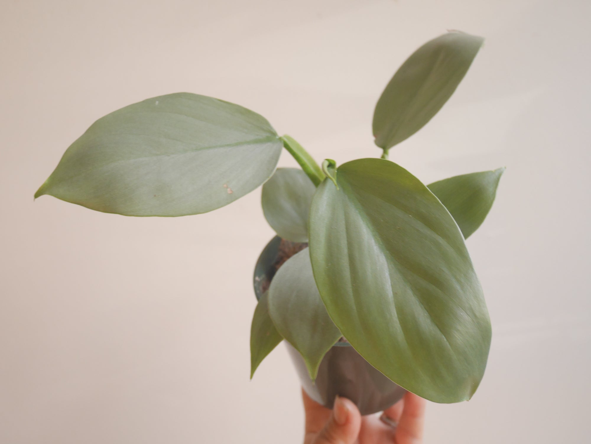 Philodendron Silver Sword (S)