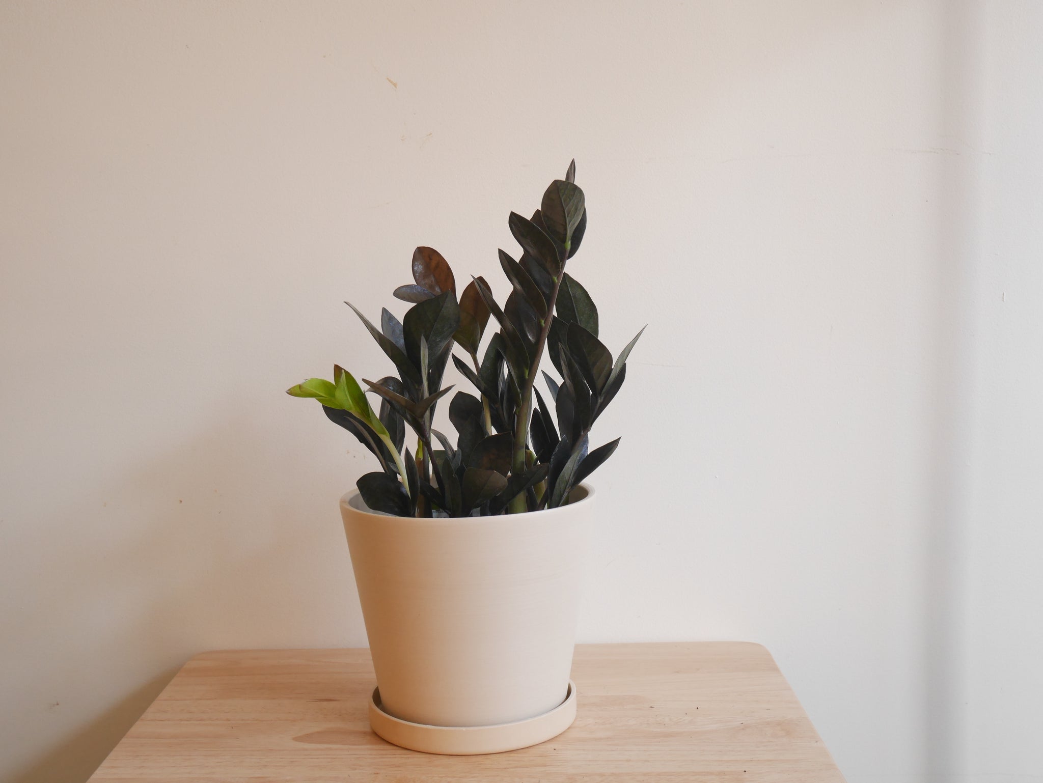 raven zz plant canada Raven ZZ (M)