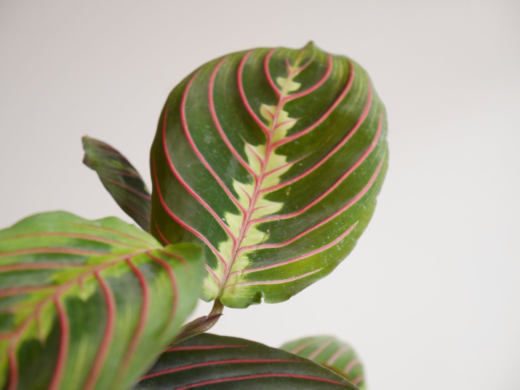 red prayer plant toxic Maranta Red (S)
