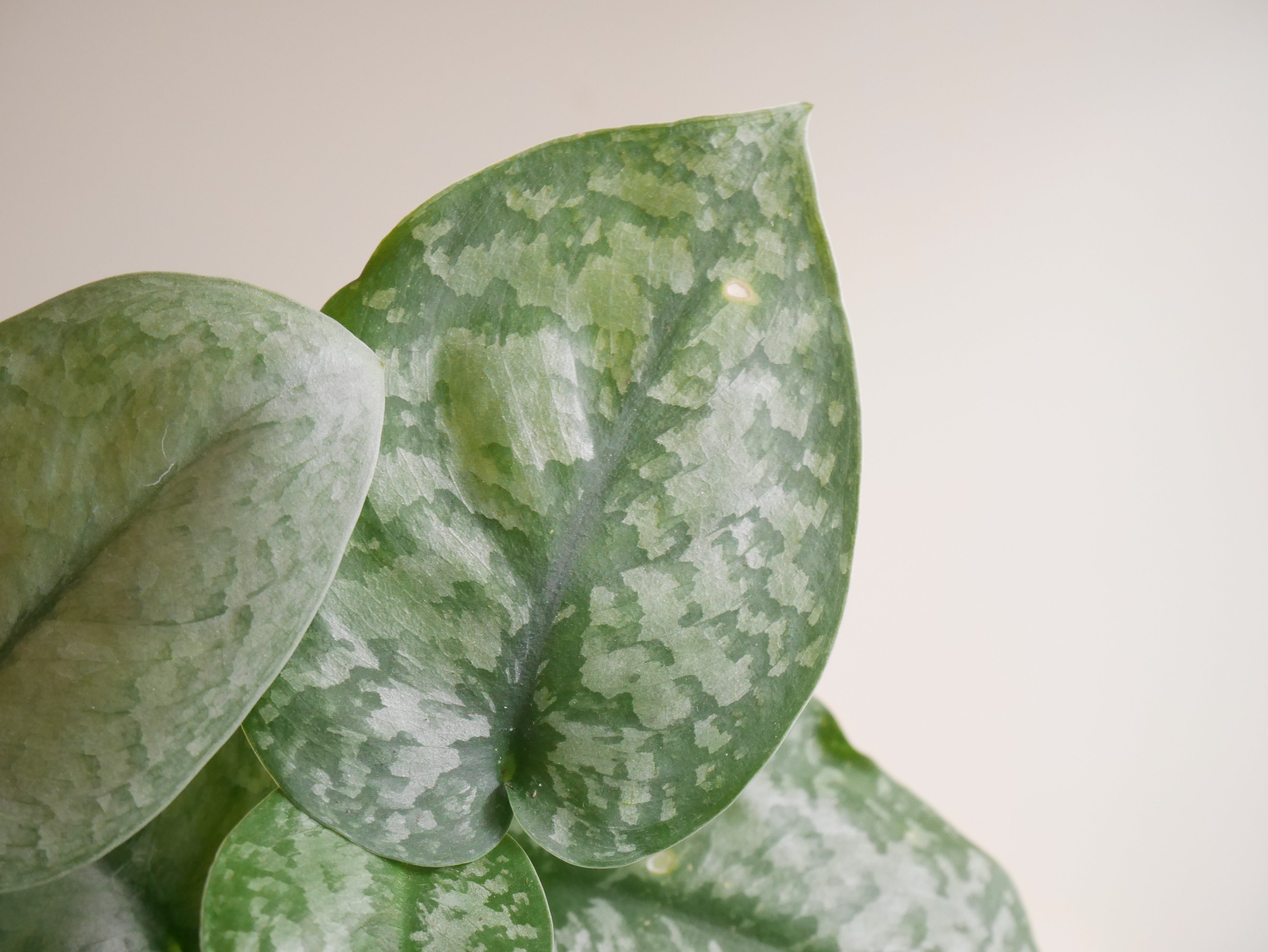Scindapsus Pictus Silver Splash – Exotropical