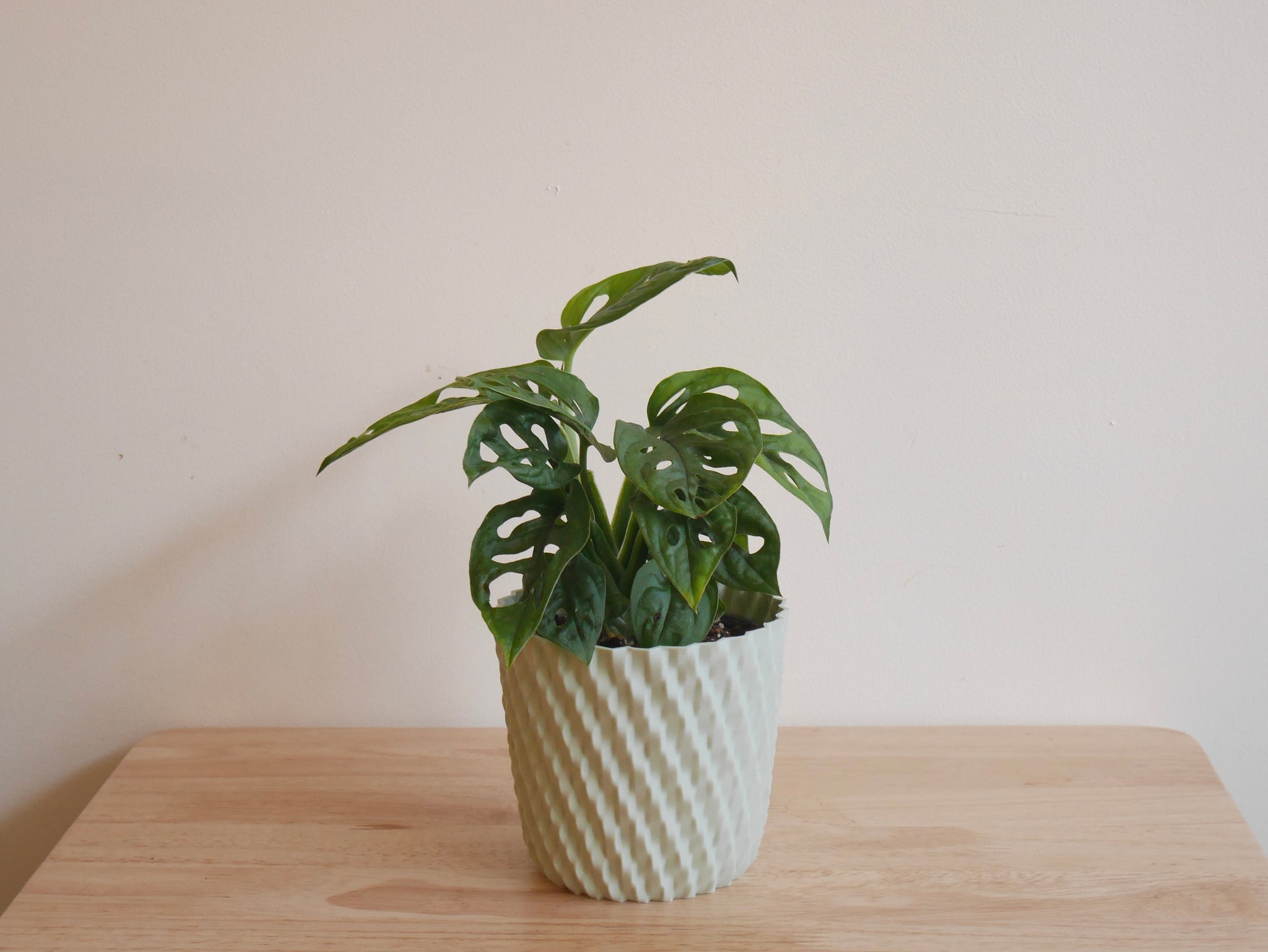 monstera deliciosa nyc Monstera Adansonii (S)