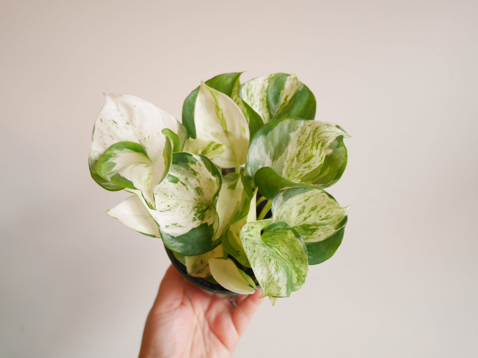 Manjula Pothos (S)