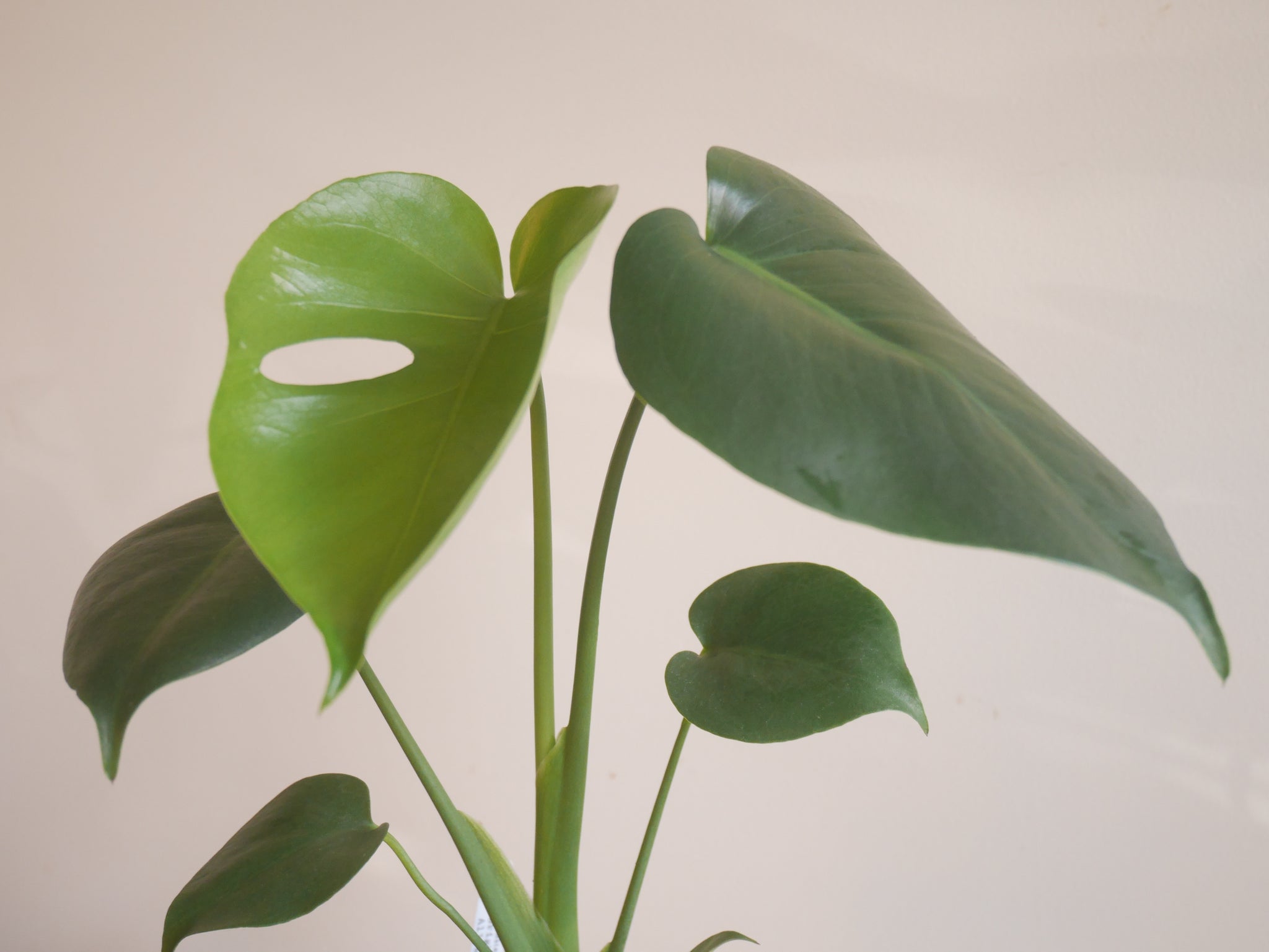 monstera plant nyc Monstera Deliciosa (S)