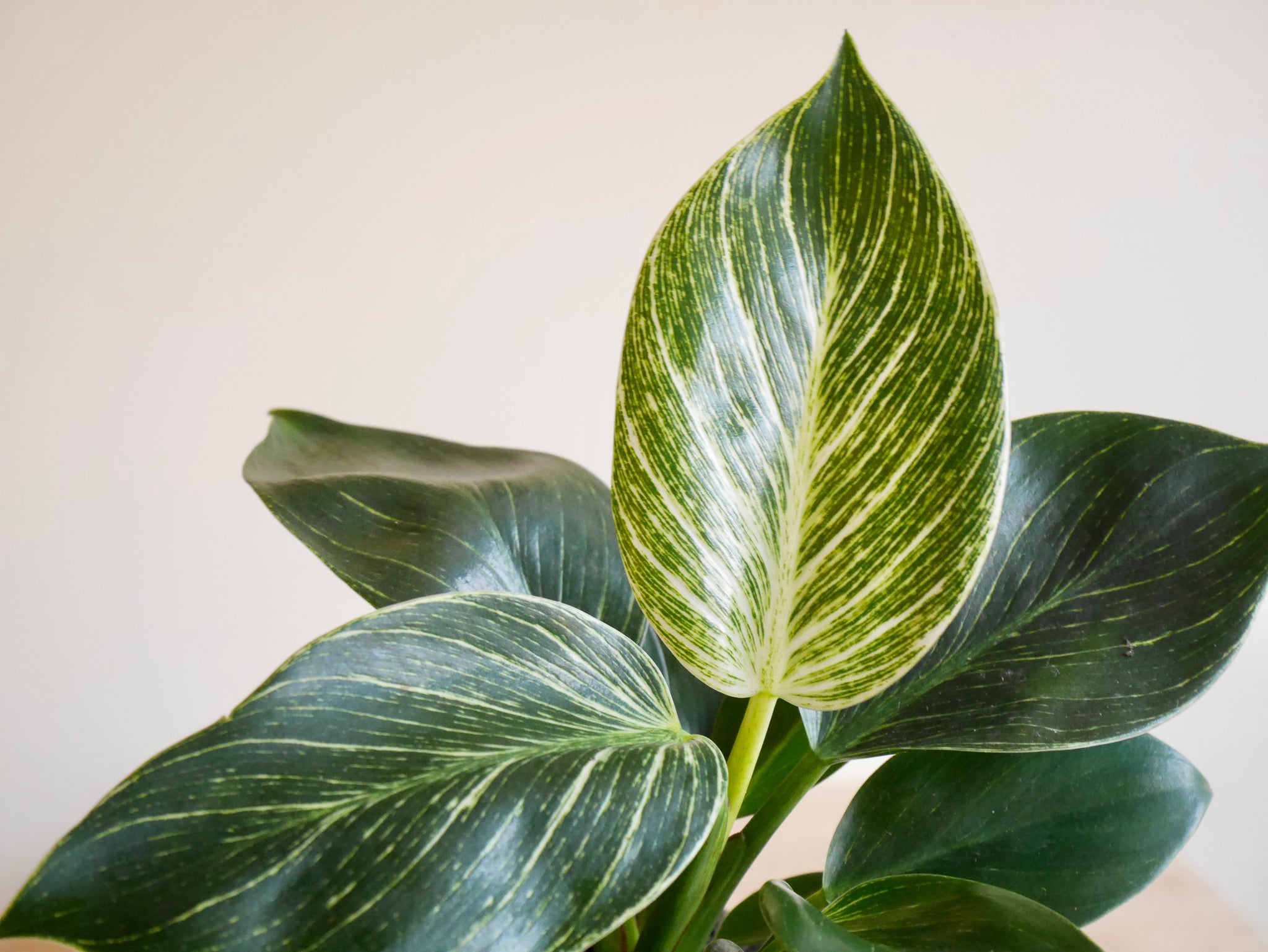 philodendron birkin new leaf Philodendron Birkin (S)