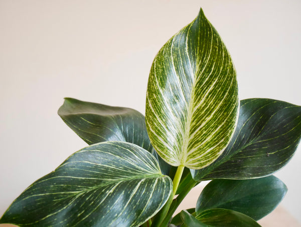 spots on philodendron birkin Philodendron Birkin (S)