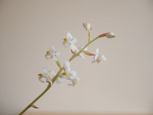 Jewel Orchid (Ludisia Discolor) (XS)