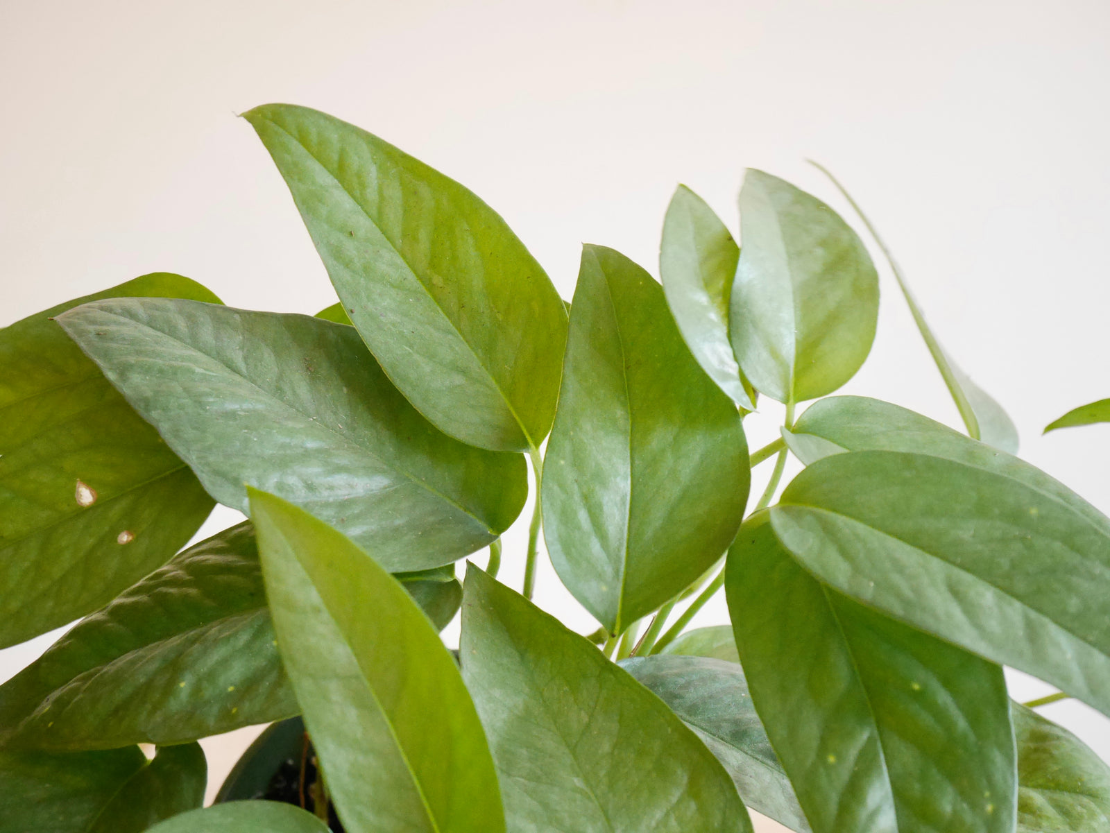 Pothos Cebu Blue (S)