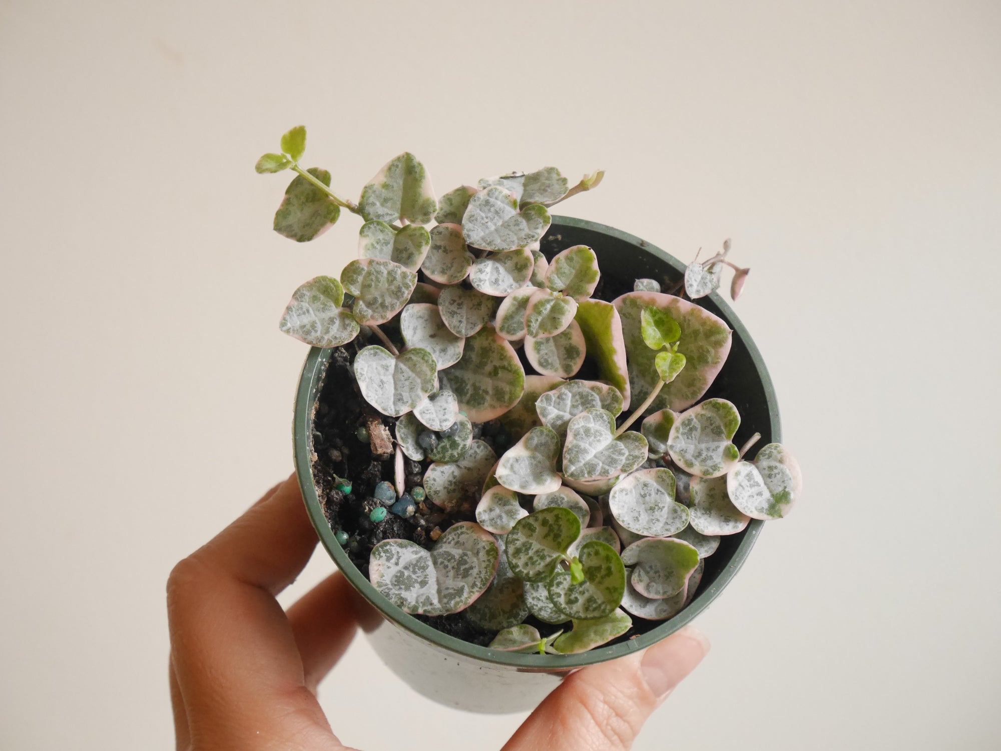 String of Hearts Variegated (S