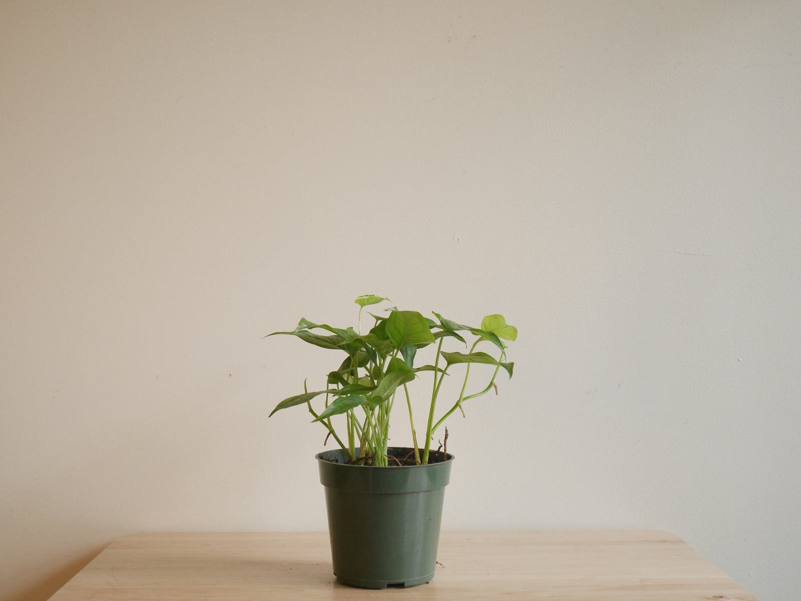 Monstera Siltepecana (S)