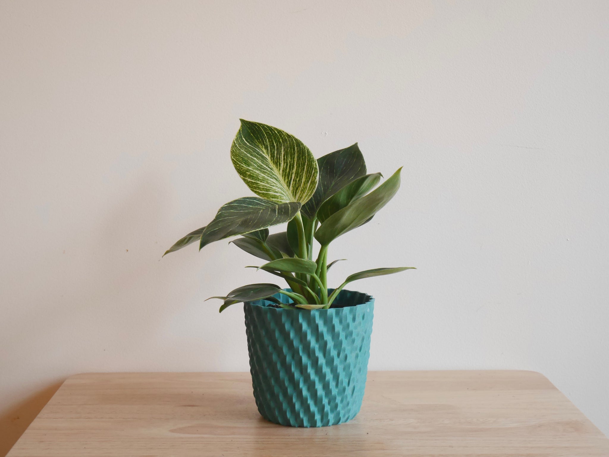 philodendron birkin pet safe Philodendron Birkin (S)