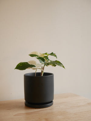 Syngonium Albo Variegata in a ceramic planter (S)