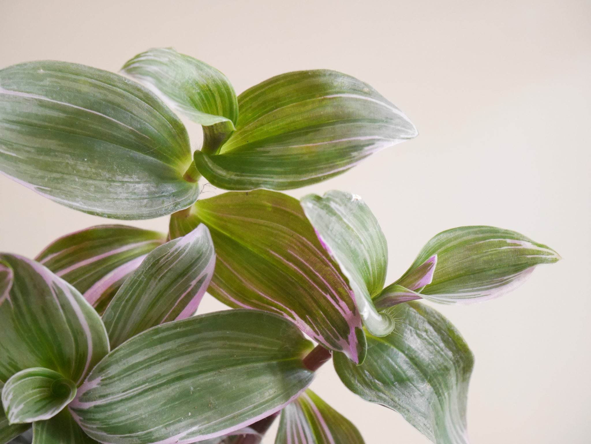 bubblegum succulent Tradescantia Bubblegum (S)
