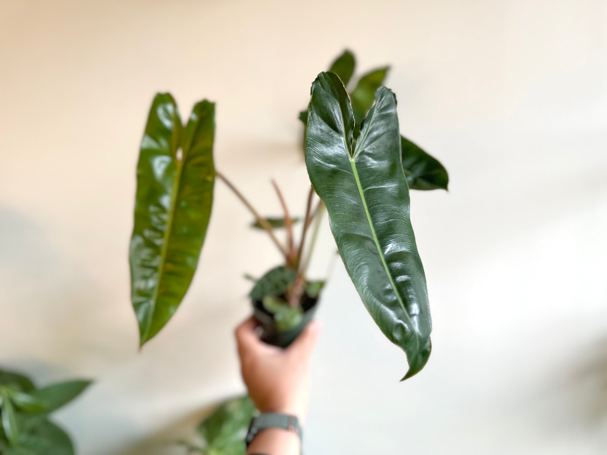 philodendron billiteae Philodendron Billitiae