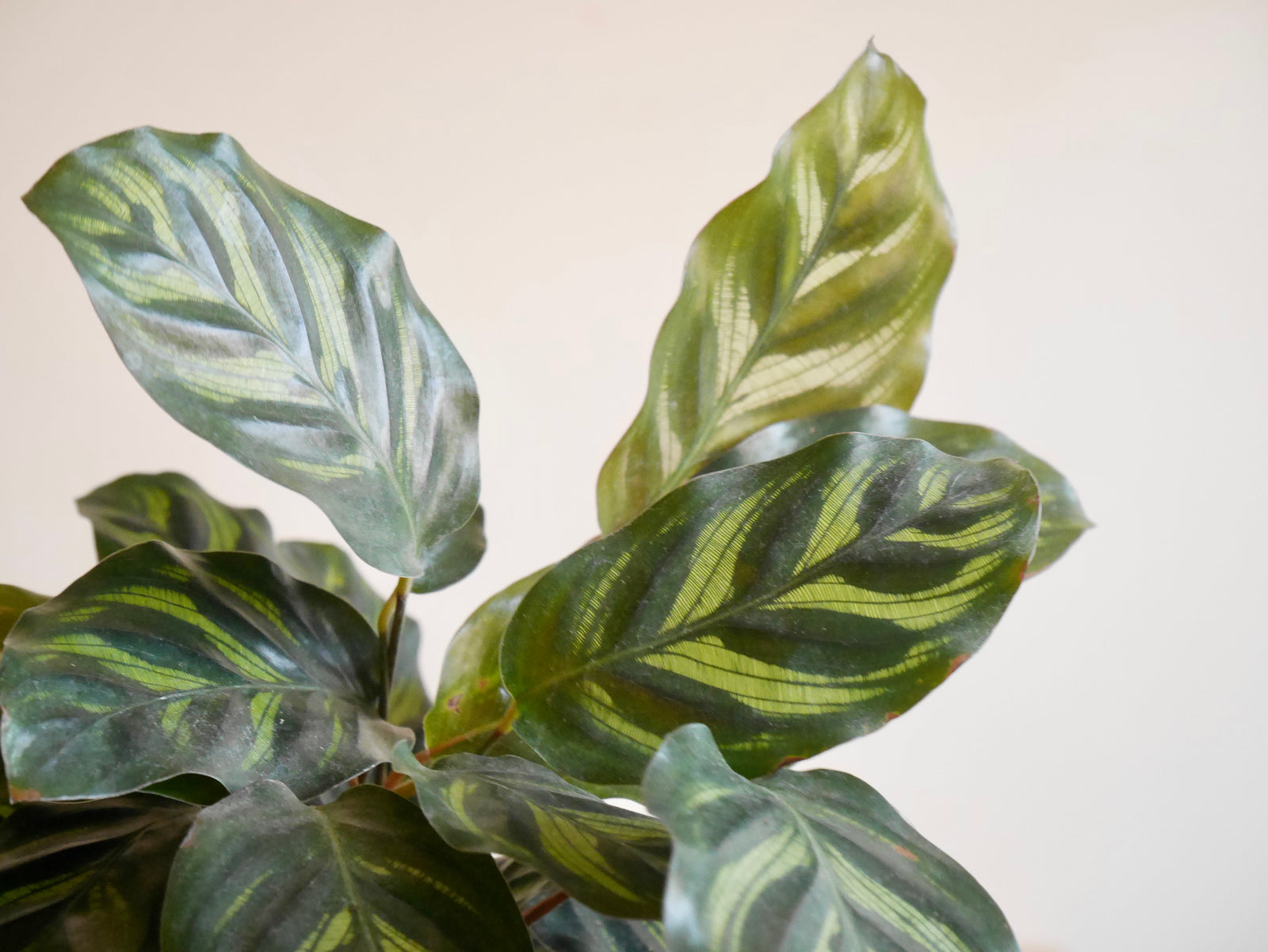 Calathea Makoyana (S)