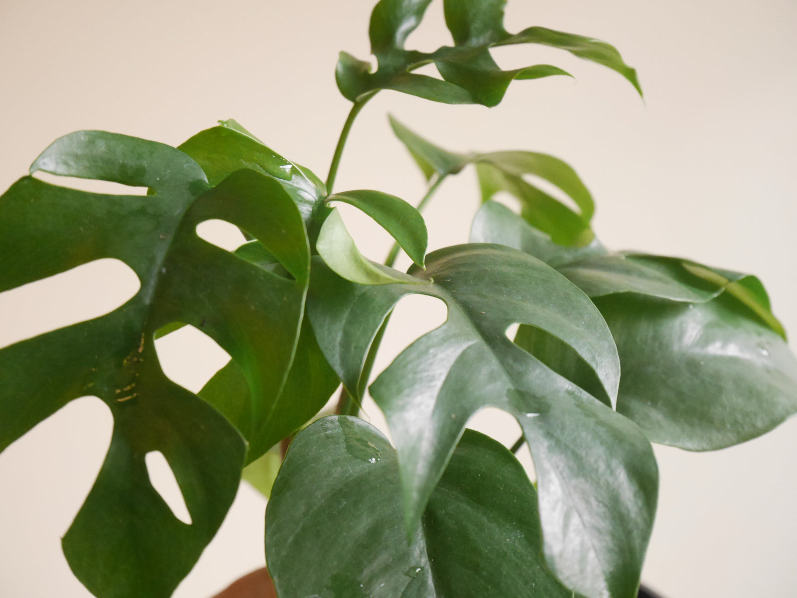 Rhaphidophora Testrasperma (S)