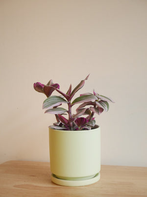 Tradescantia Bubblegum in a ceramic planter (S)