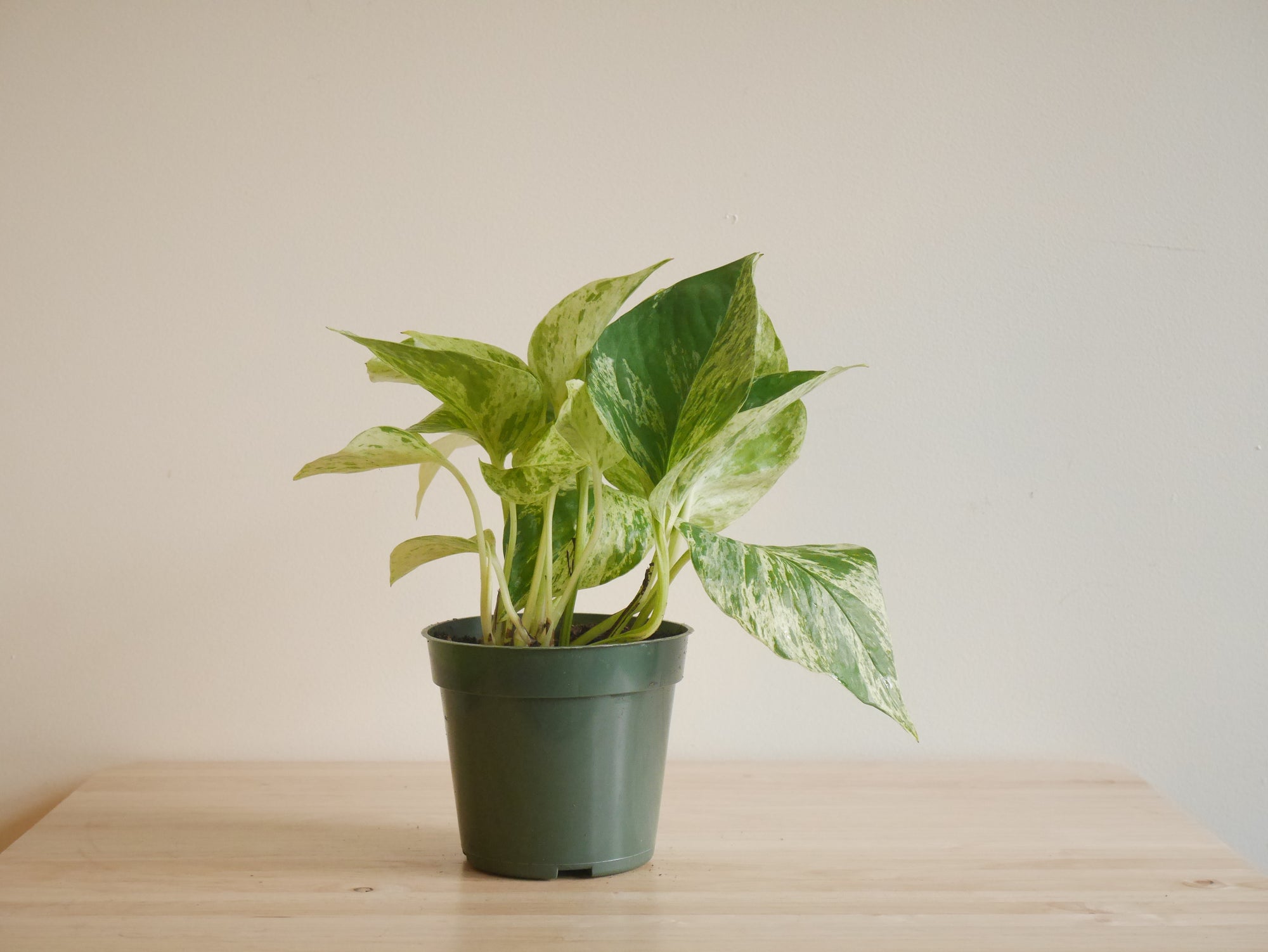 snow queen pothos soil Pothos Snow Queen (S)