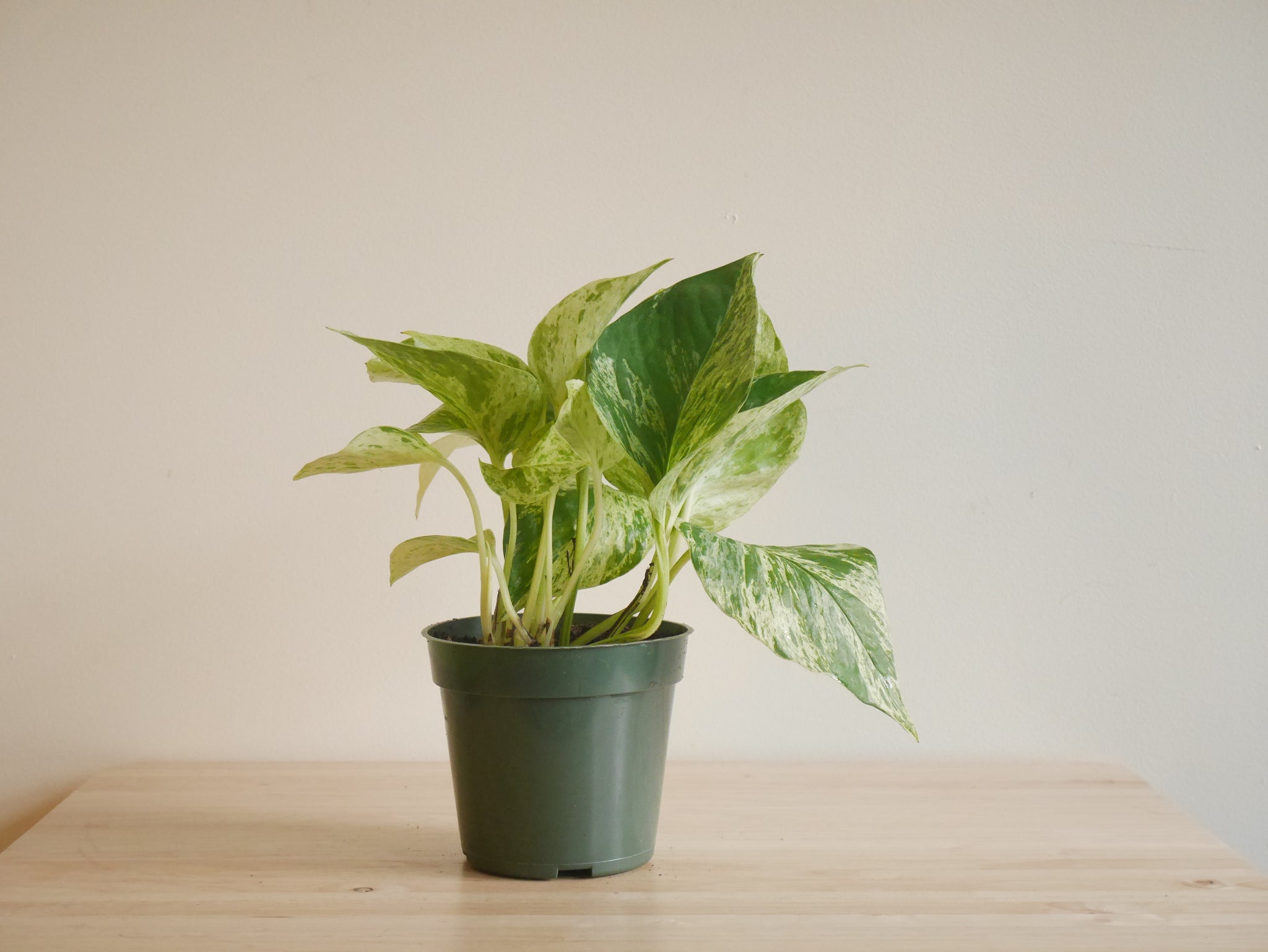 snow queen pothos for sale near me Pothos Snow Queen (S)