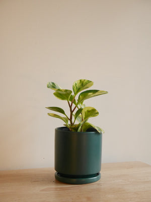 Peperomia Marble in a ceramic planter (S)