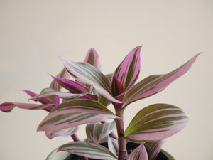 Tradescantia Bubblegum in a ceramic planter (S)
