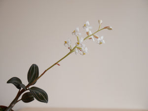 Jewel Orchid (Ludisia Discolor) (XS)