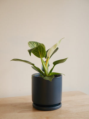 Philodendron Birkin in a ceramic planter (S)