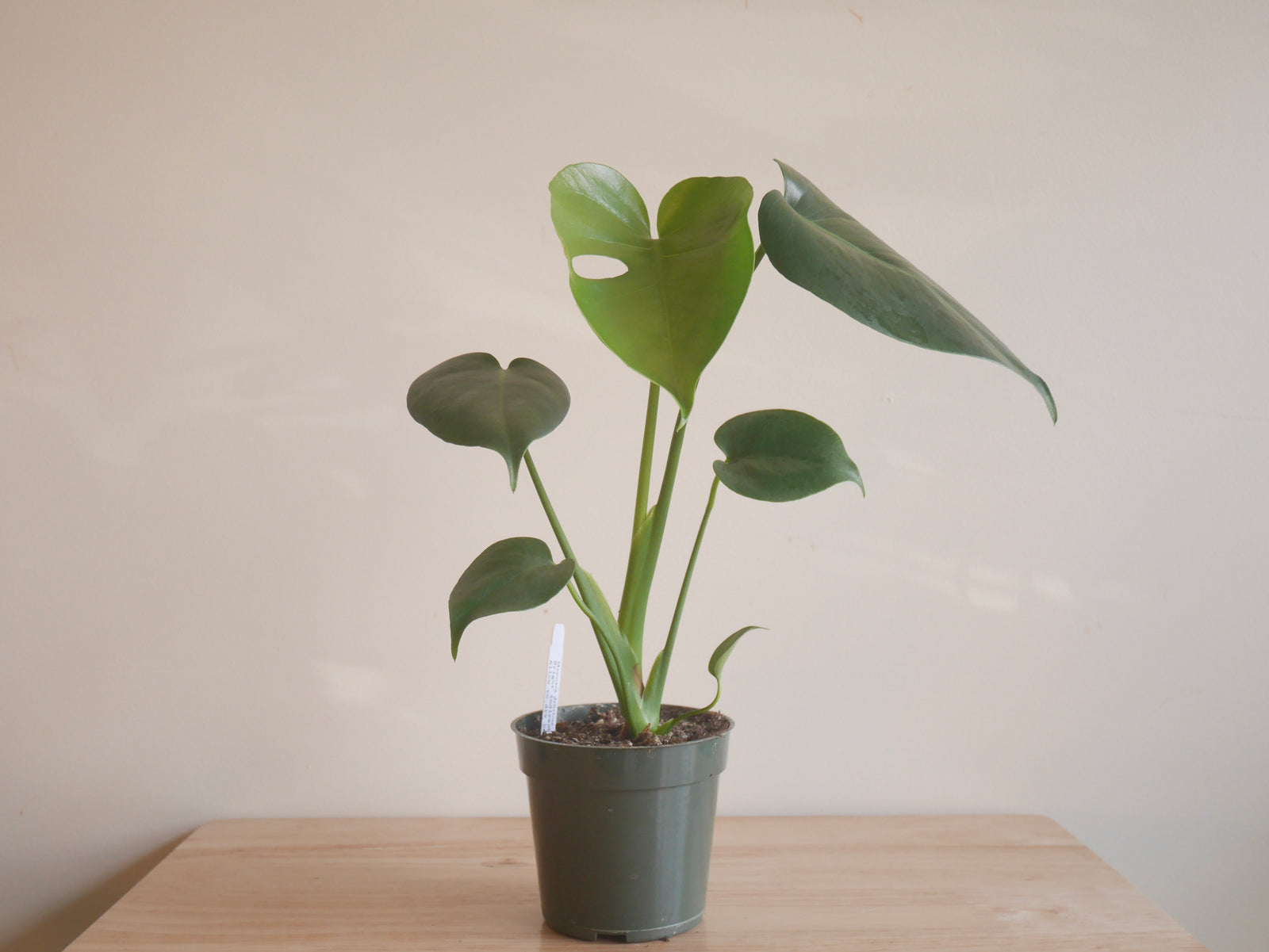 Monstera Deliciosa (S)