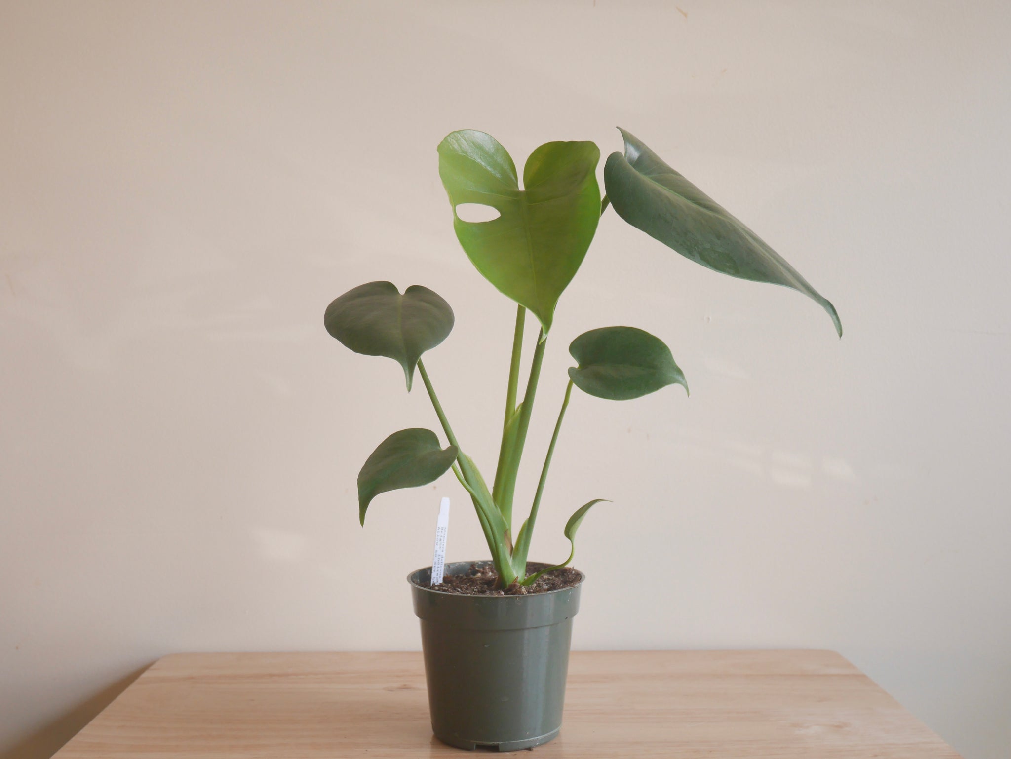 monstera deliciosa nyc Monstera Deliciosa (S)