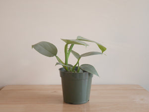 Philodendron Silver Sword (S)
