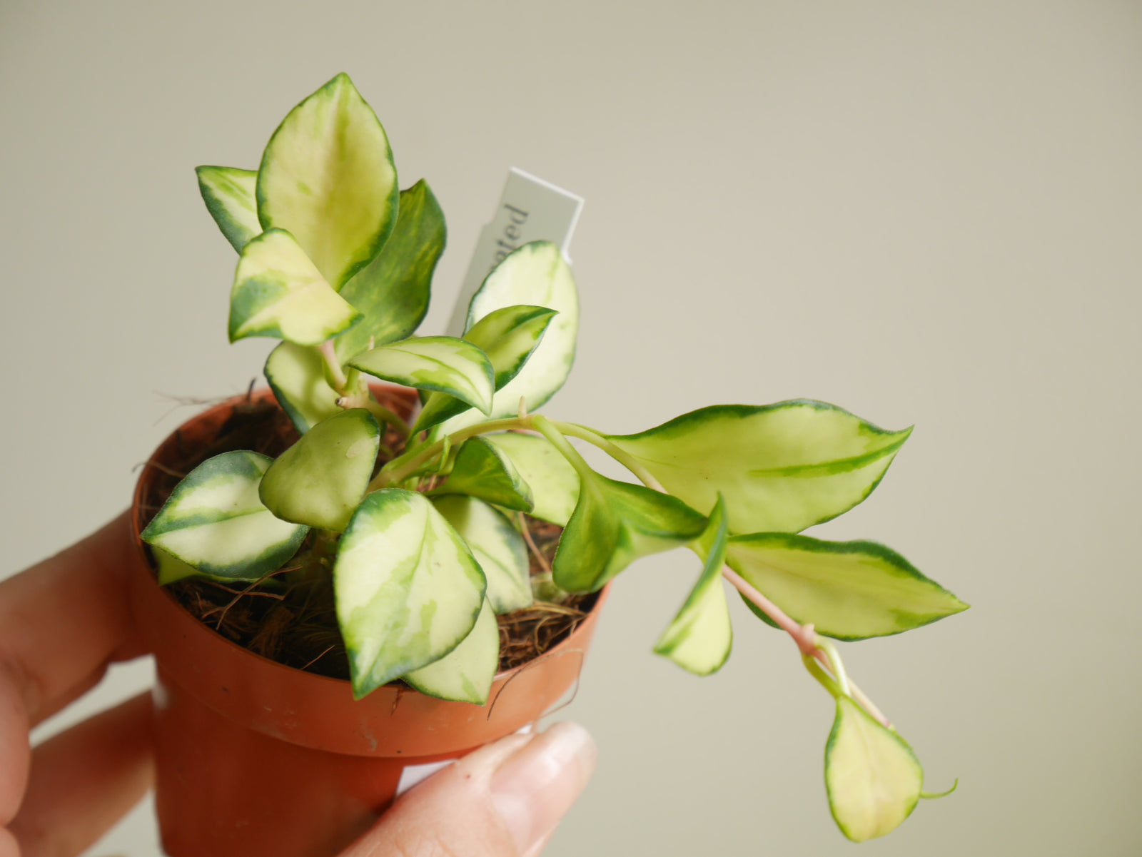 Hoya Heuschkeliana Variegata (XS)