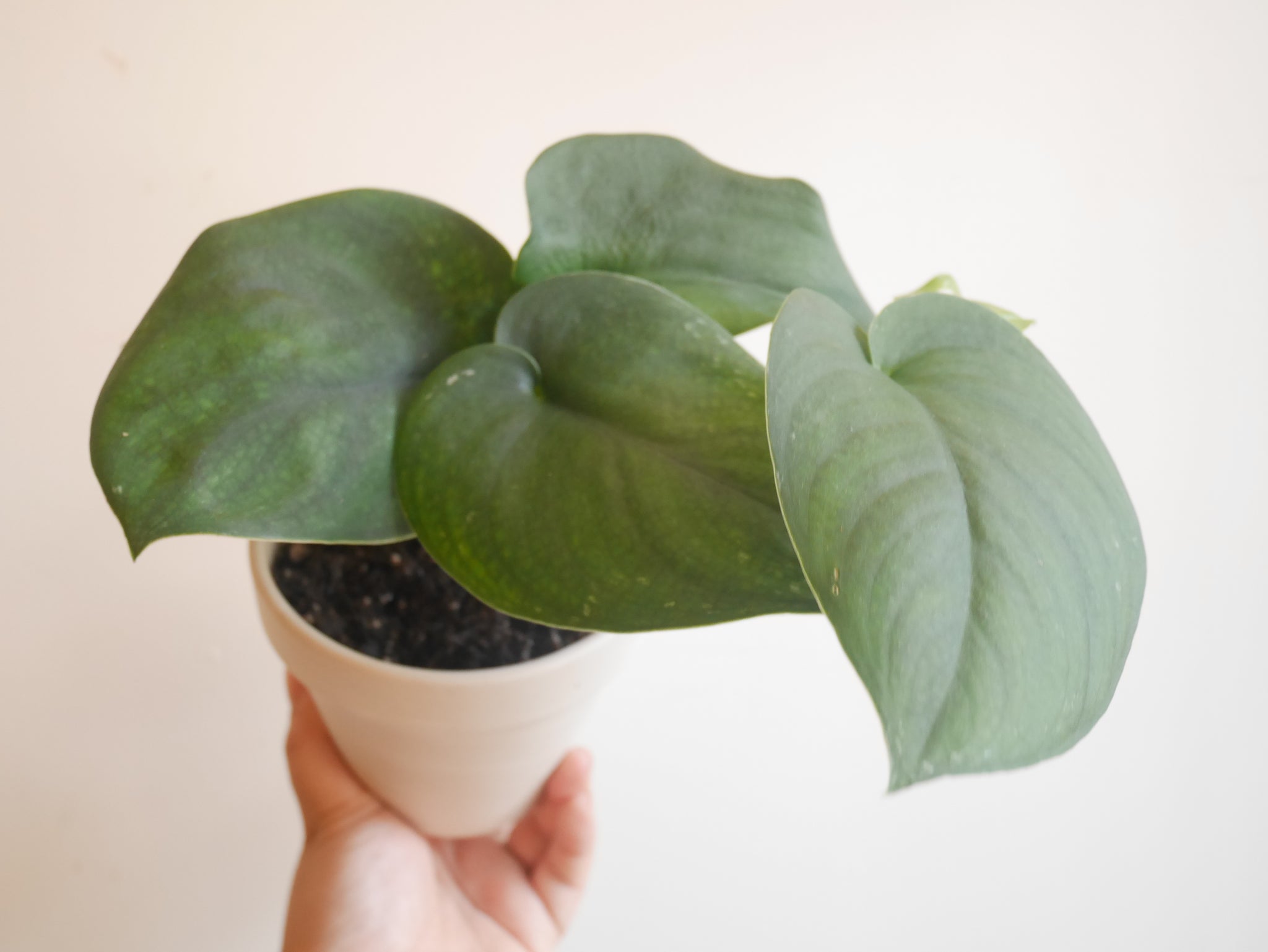 satin jade plant Scindapsus Jade Satin (S)