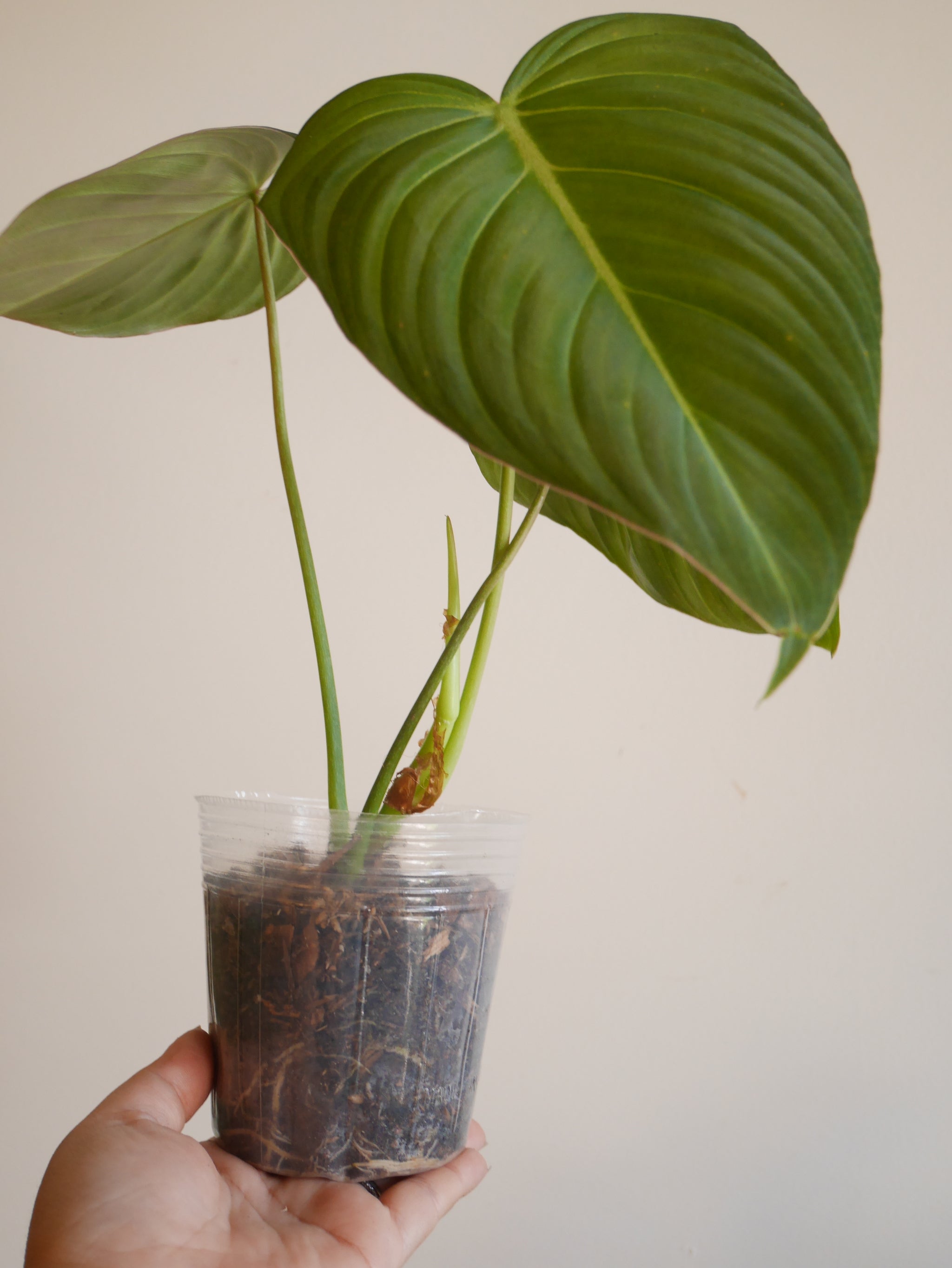 aroid mix for philodendron Aroid Mix