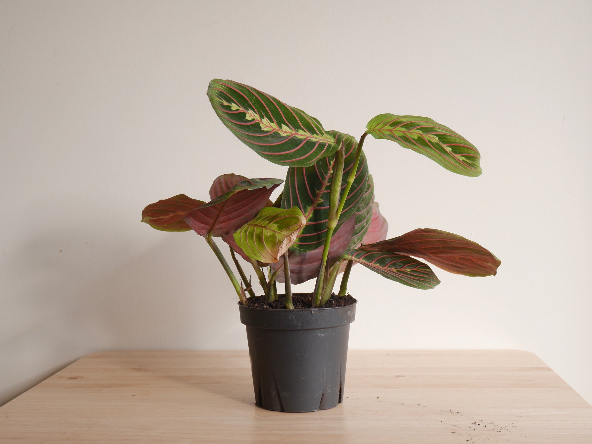 red prayer plant near me Maranta Red (S)