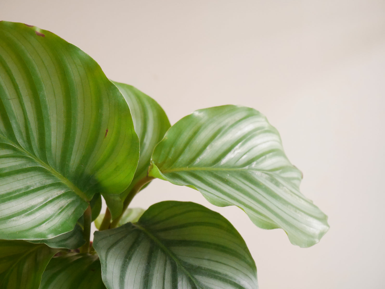 Calathea Orbifolia (S)