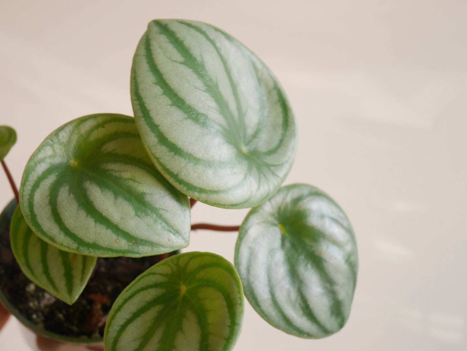 Peperomia Watermelon (S)