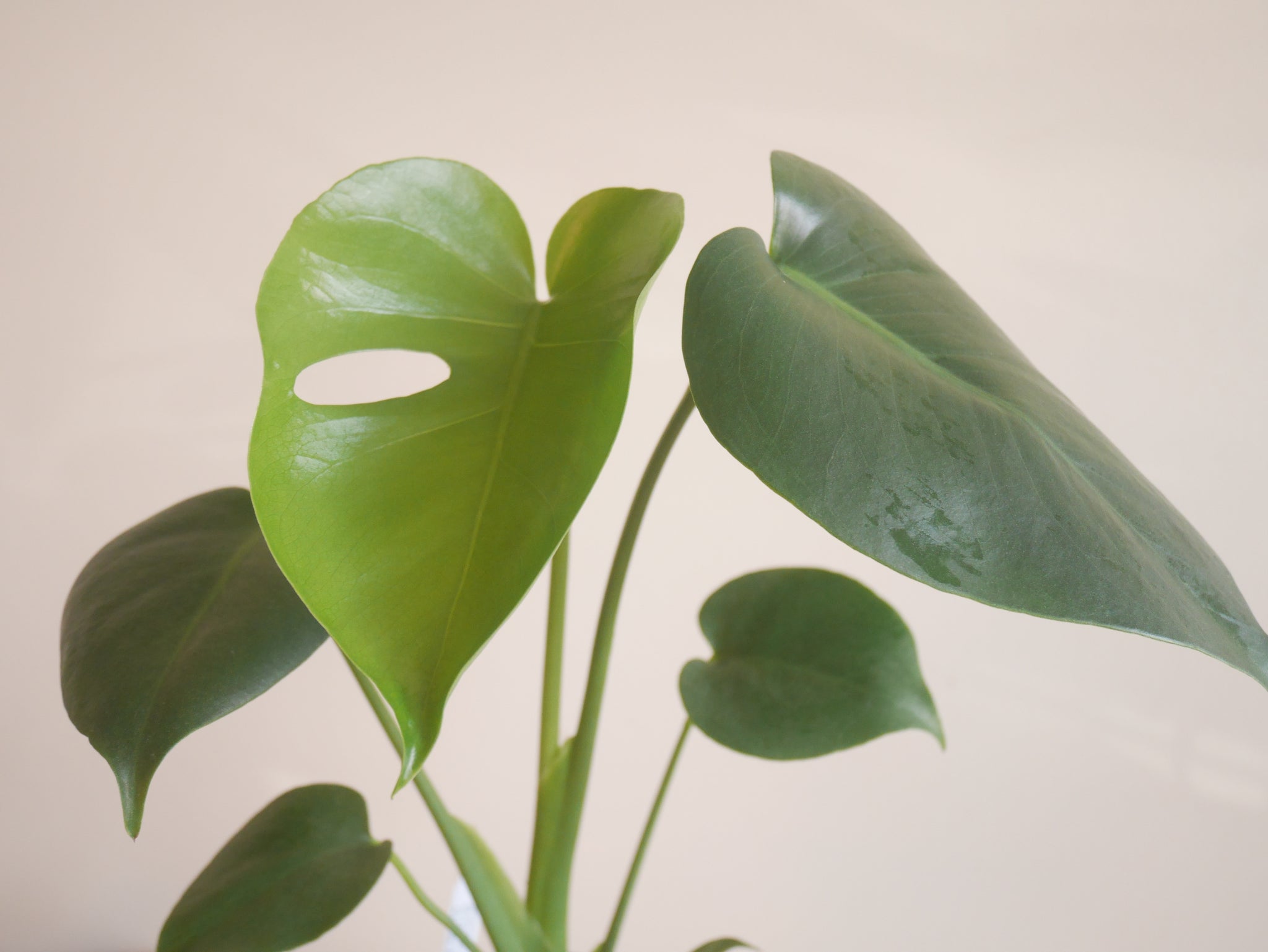 monstera deliciosa nyc Monstera Deliciosa (S)