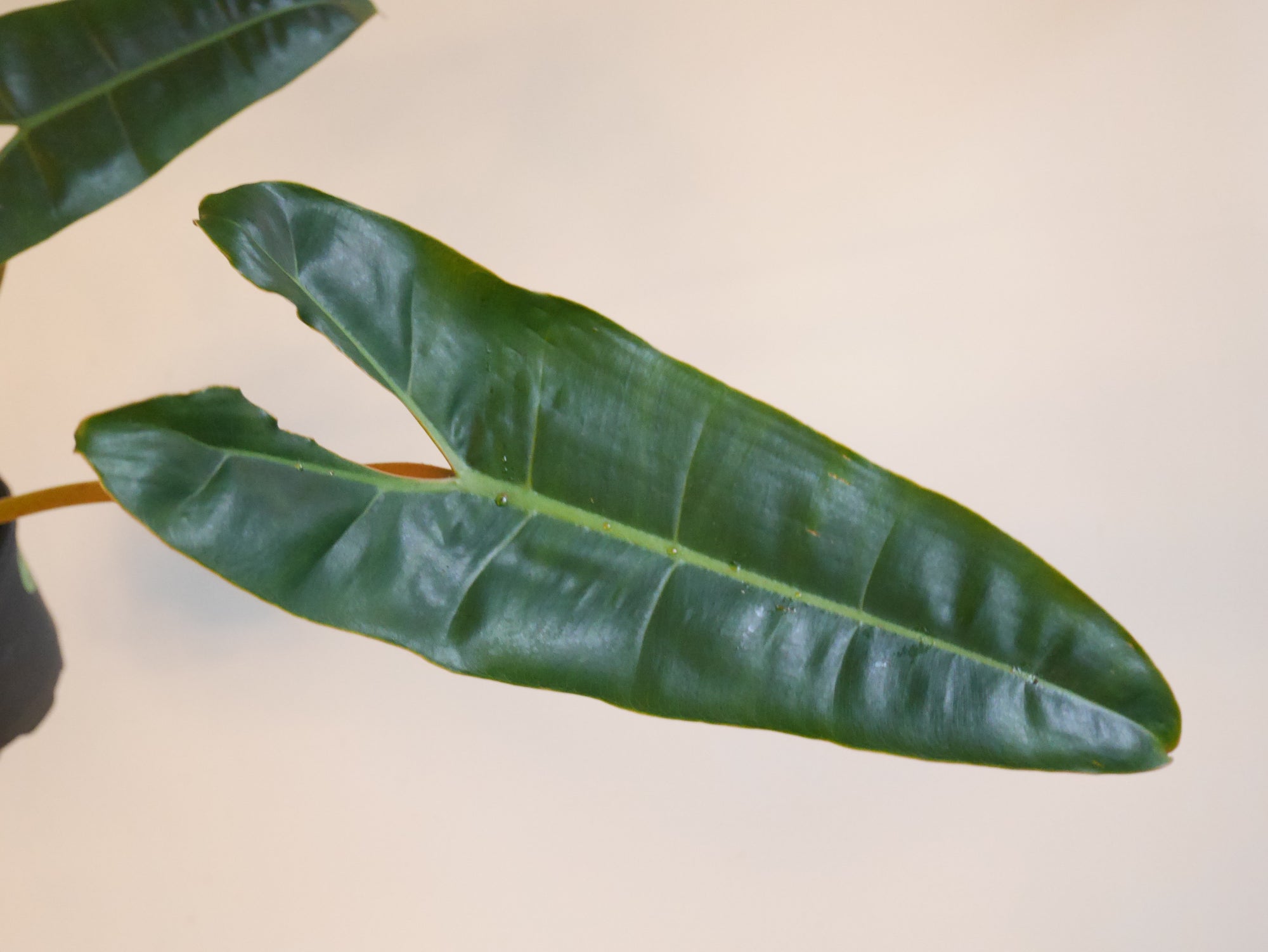 Philodendron Billitiae