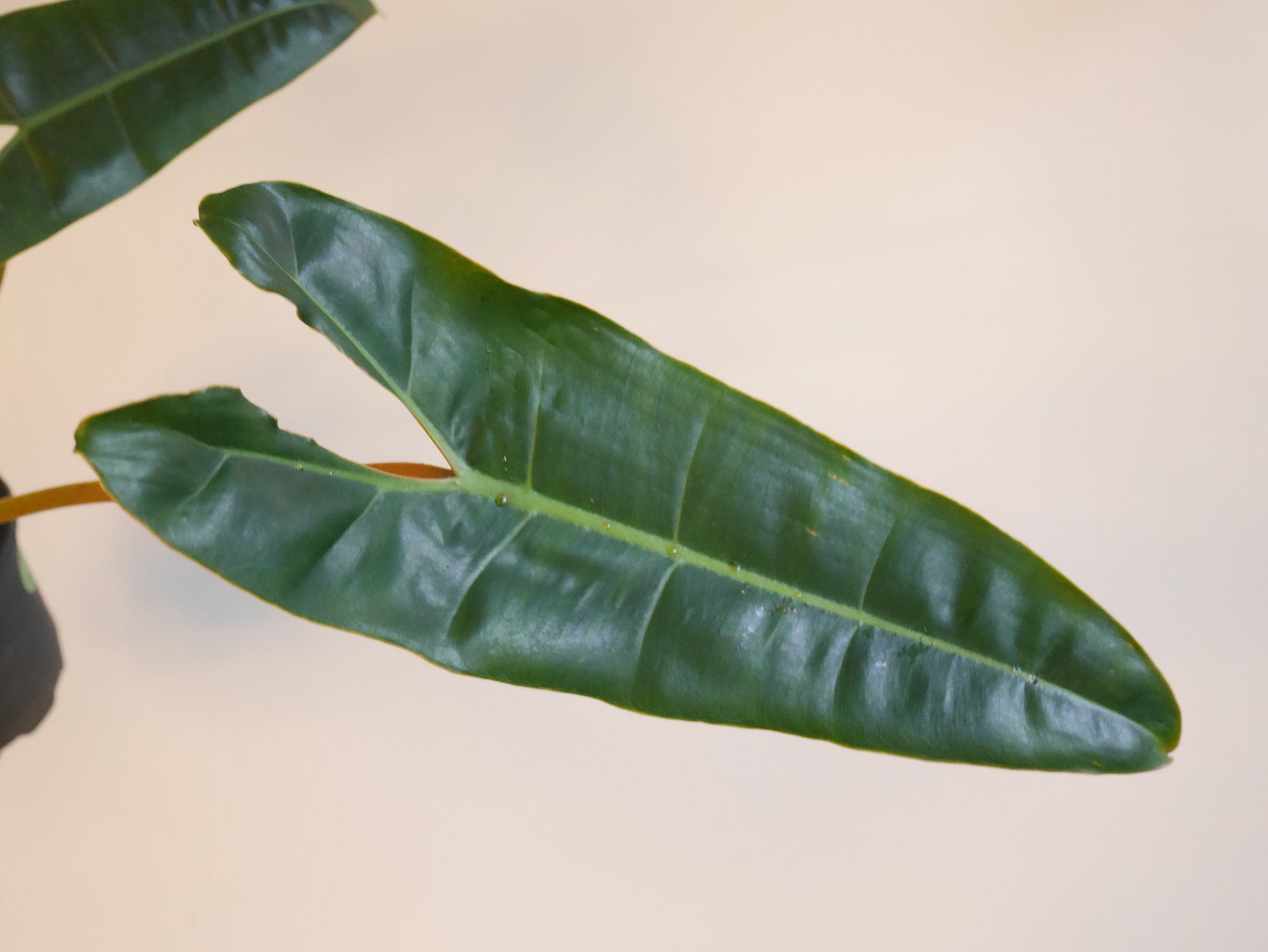 blitz philodendron Philodendron Billitiae