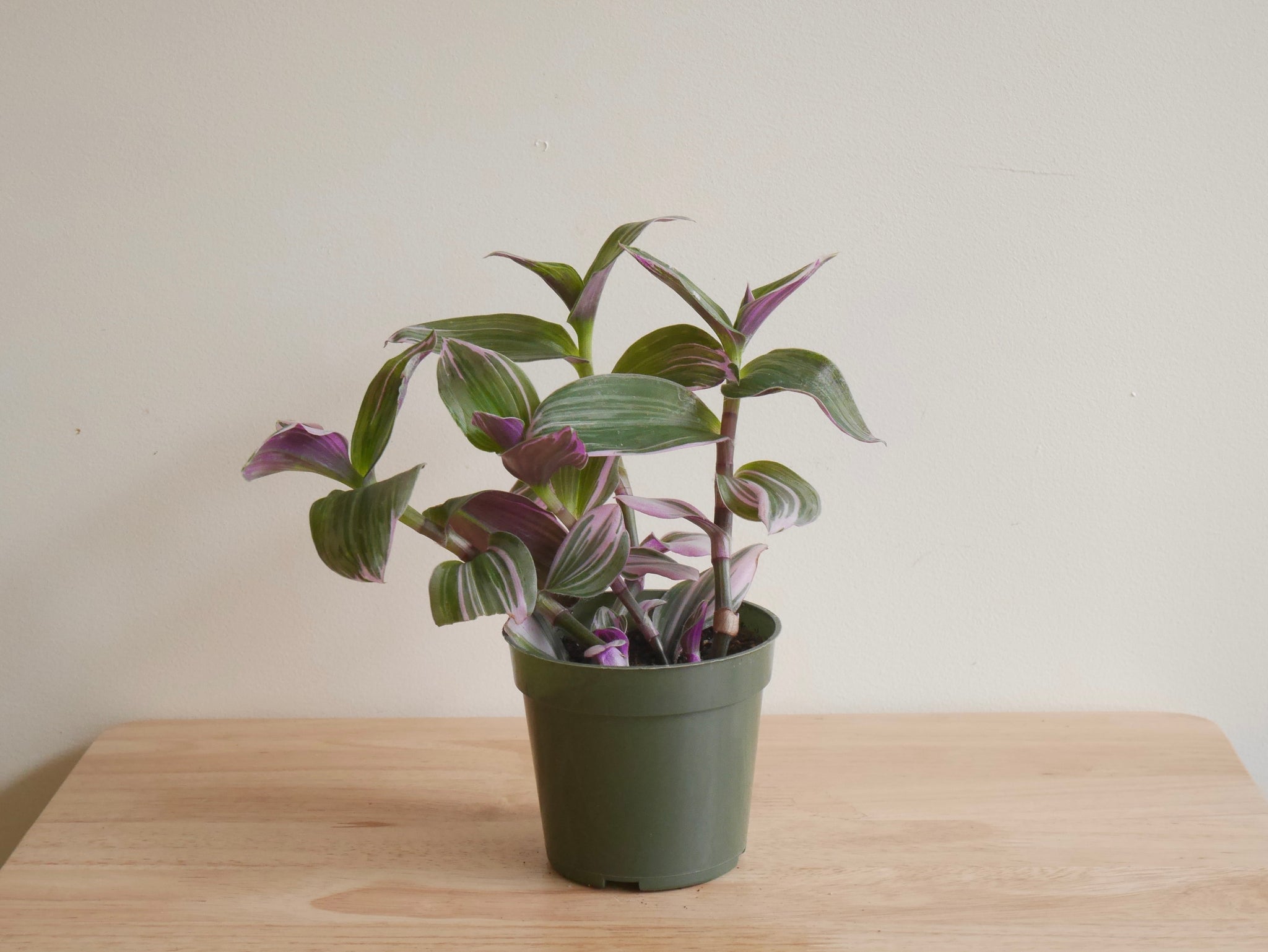 bubblegum succulent Tradescantia Bubblegum (S)
