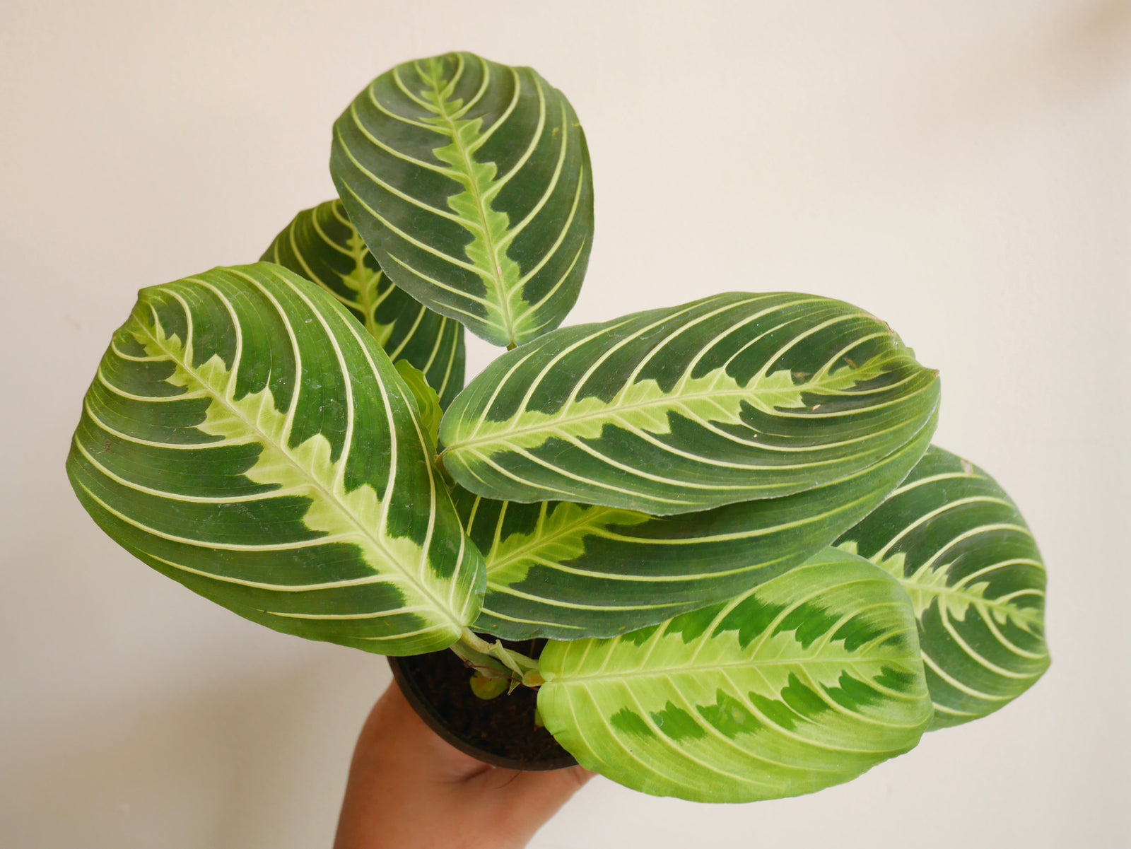 Maranta Lemon Lime (S)